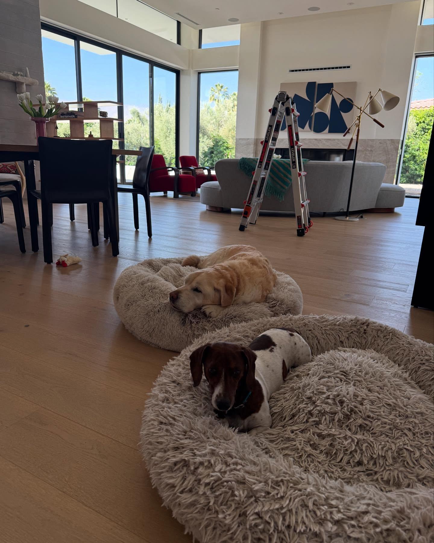 Dog napping peacefully near a sunlit, freshly cleaned window.